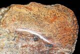 Polished Dinosaur Bone (Gembone) Section - Colorado #73035-2